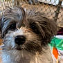 Olivia joined the competition — help win amazing prizes! dog, puppy, fluffy, close_up, pet, animal, cute, nose, fur, indoor, mesh_fence, toy, blanket, curious, face, whiskers, black_nose, soft, young, companion