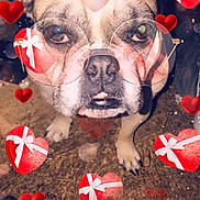 Bella joined the competition — help win amazing prizes! art, bulldog, carmine, carnivore, companion_dog, dog, dog_breed, event, fawn, fun, organism, petal, plant, red, snout, sporting_group, toy_dog, whiskers, working_animal, wrinkle