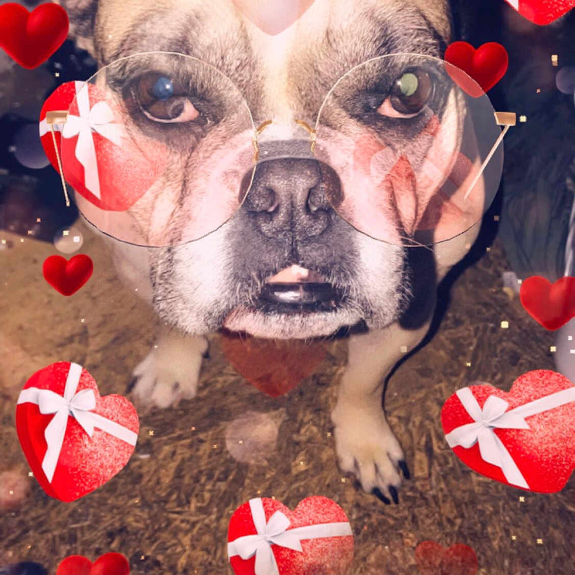 Bella