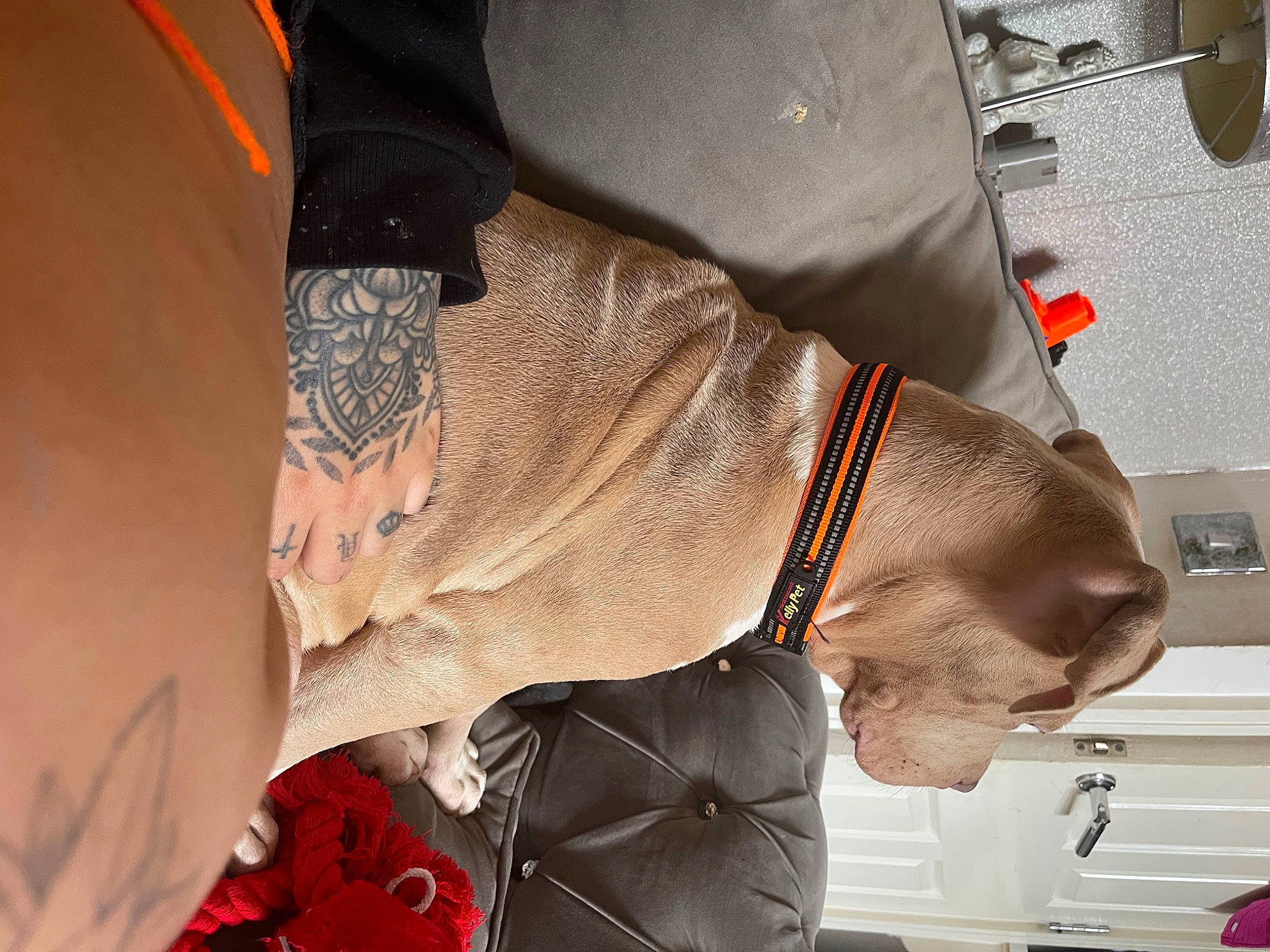 Dino joined the competition — help win amazing prizes! belt_buckle, blazer, carmine, collar, cuff, denim, dress_shirt, event, fashion_accessory, formal_wear, gesture, human_leg, leather, outerwear, pocket, sleeve, suit, tie, waist, wrist