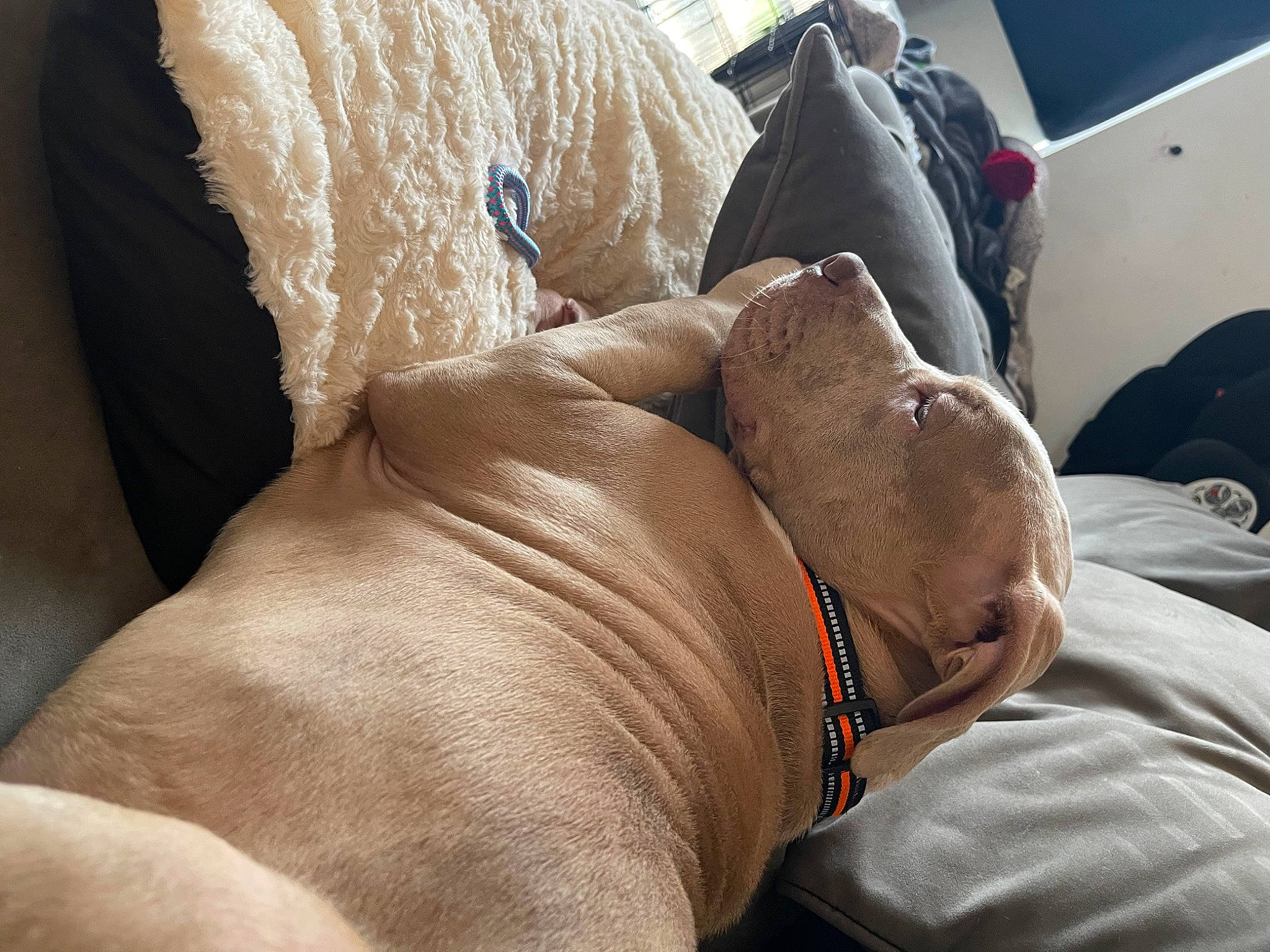 Dino joined the competition — help win amazing prizes! abdomen, barechested, bedding, chest, comfort, dog, elbow, fawn, flesh, foot, human_leg, knee, leg, linens, nail, room, thigh, trunk, wrinkle, wrist