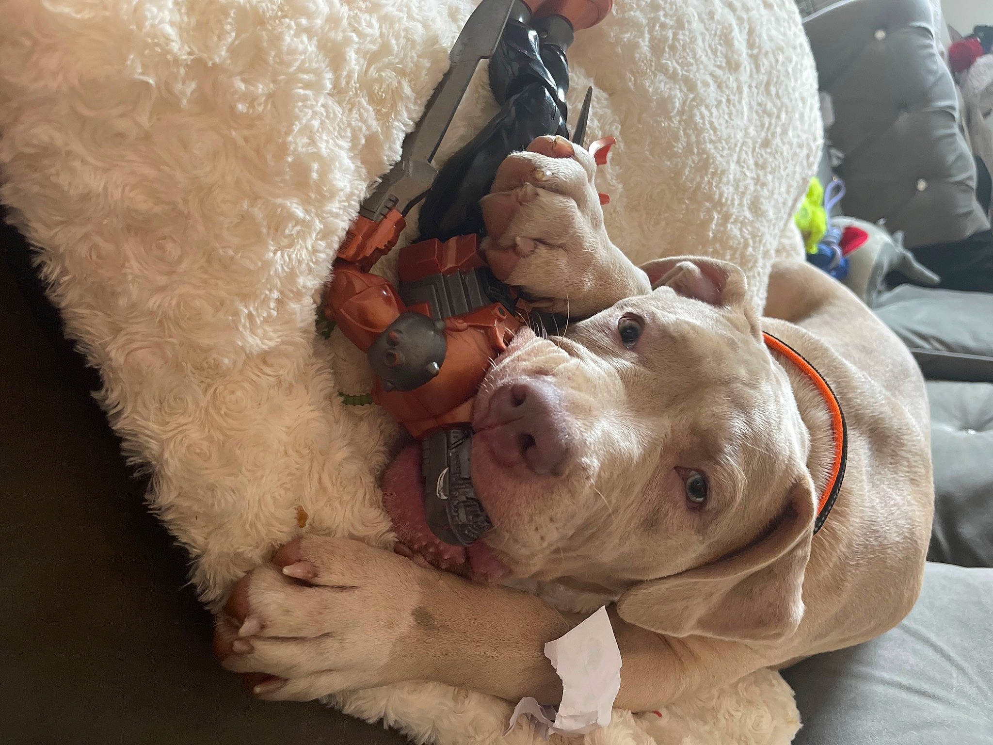 Dino joined the competition — help win amazing prizes! canidae, carnivore, comfort, companion_dog, dog, dog_breed, dog_supply, fawn, flesh, fur, gesture, non_sporting_group, pack_animal, plush, snout, sporting_group, stuffed_toy, terrestrial_animal, working_animal, wrinkle