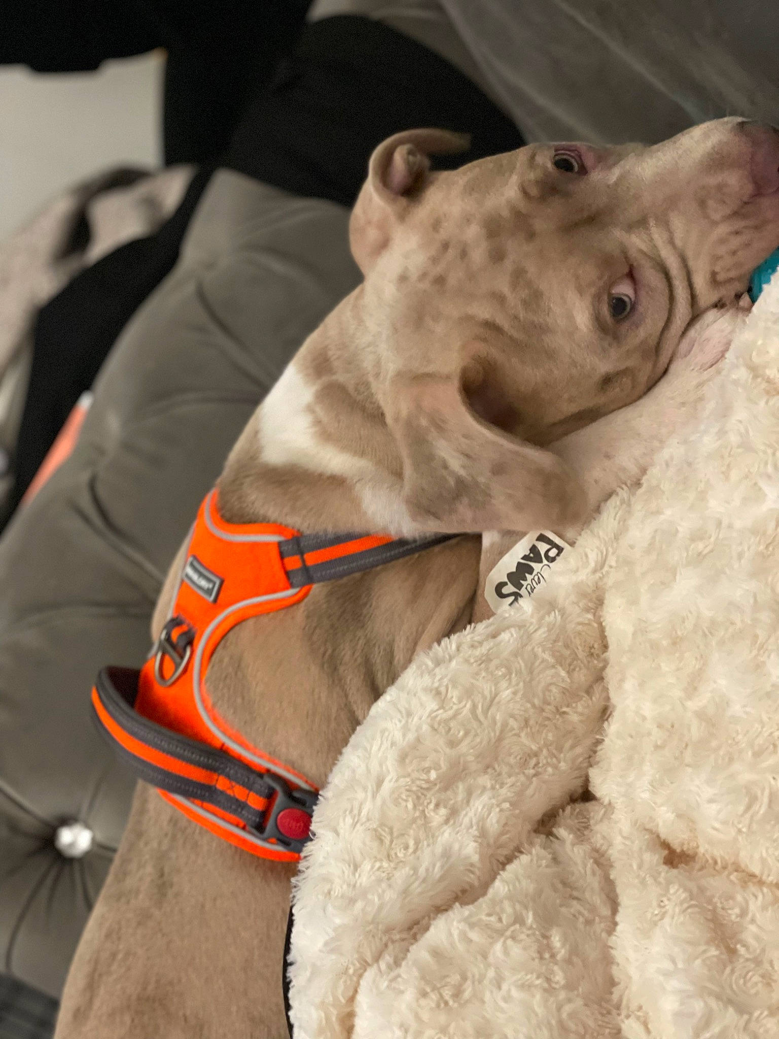 Dino is registered to the contest to win money with this photo: canidae, carnivore, collar, companion_dog, dog, dog_breed, dog_collar, fawn, fur, giant_dog_breed, guard_dog, liver, livestock, pet_supply, snout, sporting_group, terrestrial_animal, whiskers, working_animal, wrinkle