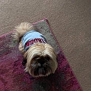 Leo is registered to the contest to win money with this photo: dog, pet, indoor, carpet, rug, clothing, cute, fluffy, looking_up, small_dog, fur, canine, animal, home, floor, casual, curious, blue_shirt, red_text, cozy