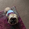 dog, pet, indoor, carpet, rug, clothing, cute, fluffy, looking_up, small_dog, fur, canine, animal, home, floor, casual, curious, blue_shirt, red_text, cozy