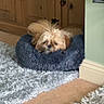 Leo joined the competition — help win amazing prizes! dog, small_dog, fluffy, pet_bed, rug, carpet, wooden_cabinet, indoor, cozy, relaxed, sleepy, plush_bed, floor, corner, home, furniture, animal, domestic, resting, quiet
