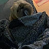 dog, blanket, couch, indoor, home, furniture, carpet, door, pet, cozy, textile, fringe, living_room, animal, small_dog, fur, relaxing, comfort, domestic, warm