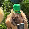 Leo is registered to the contest to win money with this photo: dog, pet, grass, green_hat, st_patricks_day, outdoor, plant_pot, hand, smartphone, fur, brown_dog, sunlight, nature, celebration, costume, animal, cute, portrait, closeup, garden