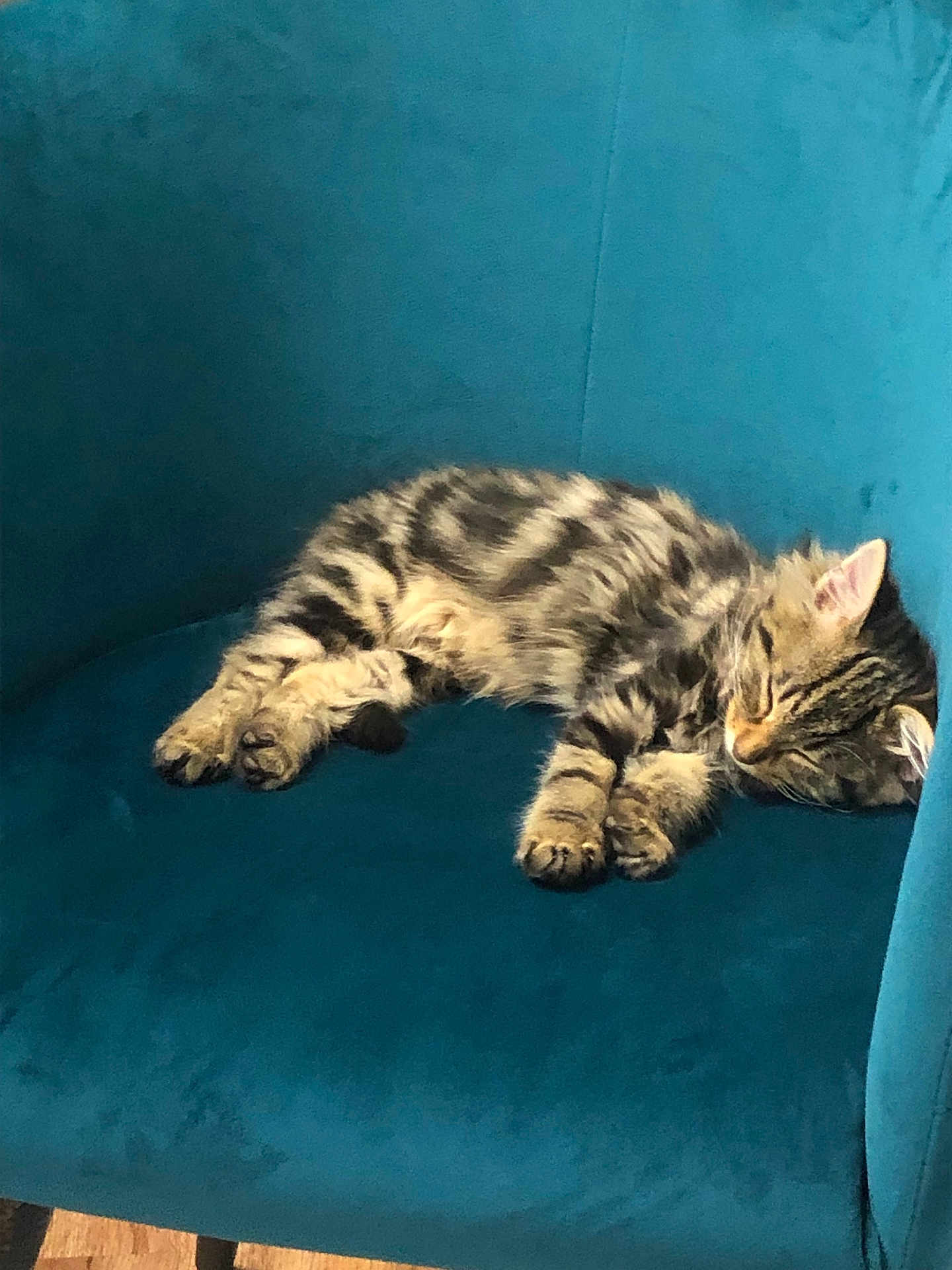 Chipo participe au concours pour gagner de l'argent avec cette photo : kitten, cat, sleeping, tabby, striped, feline, pet, animal, chair, furniture, cozy, indoor, resting, cute, paw, whiskers, fur, relaxing, domestic, nap