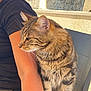 Chipo a rejoint le concours — aidez-le/la à gagner de superbes lots ! cat, tabby_cat, animal, pet, feline, fur, striped, whiskers, ears, chair, person, arm, black_shirt, outdoor, sunlight, daylight, relaxing, portrait, side_view, domestic_animal