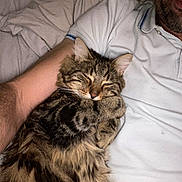 Chipo participe au concours pour gagner de l'argent avec cette photo : cat, tabby_cat, person, arm, white_polo_shirt, bed, blanket, fur, sleepy, snuggling, indoor, resting, close_up, pet, animal, comfort, relaxation, human, mammal, cuddling