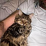 cat, tabby_cat, person, arm, white_polo_shirt, bed, blanket, fur, sleepy, snuggling, indoor, resting, close_up, pet, animal, comfort, relaxation, human, mammal, cuddling
