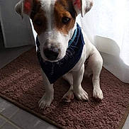 Hatchi participe au concours pour gagner de l'argent avec cette photo : bandana, bath_mat, brown_and_white, curtain, cute, dog, eyes, face, floppy_ears, home, indoor, jack_russell, nose, pet, portrait, puppy, sitting, sunlight, tile_floor, window