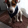 bandana, bath_mat, brown_and_white, curtain, cute, dog, eyes, face, floppy_ears, home, indoor, jack_russell, nose, pet, portrait, puppy, sitting, sunlight, tile_floor, window