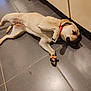 Tekila participe au concours pour gagner de l'argent avec cette photo : animal, biscuit, cabinet, canine, collar, cute, dog, domestic, floor_tiles, indoor, kitchen, laying, light_brown, lying_down, paw, pet, relaxed, resting, tile_floor, waiting
