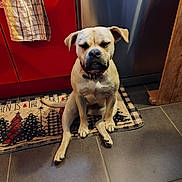 Tekila participe au concours pour gagner de l'argent avec cette photo : animal, appliance, cabinet, closed_eyes, collar, cute, dog, domestic, floor, indoor, kitchen, light_brown_dog, mat, pet, quaint_pose, relaxed, sitting, stainless_steel, tile_floor, towel