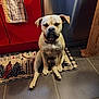 animal, appliance, cabinet, closed_eyes, collar, cute, dog, domestic, floor, indoor, kitchen, light_brown_dog, mat, pet, quaint_pose, relaxed, sitting, stainless_steel, tile_floor, towel