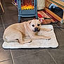 animal, beige_dog, bench, cord, cozy, cute, dog, domestic, electric_stove, floor, fur, home, indoor, laying_down, looking_at_camera, mat, pet, relaxed, tile_floor, warm_light