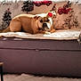 Tekila participe au concours pour gagner de l'argent avec cette photo : animal, blanket, canine, christmas_tree, couch, cozy, decor, dog, domestic, furniture, holiday_theme, home, indoor, pet, red_truck, relaxing, resting, sunlight, warm_light, window