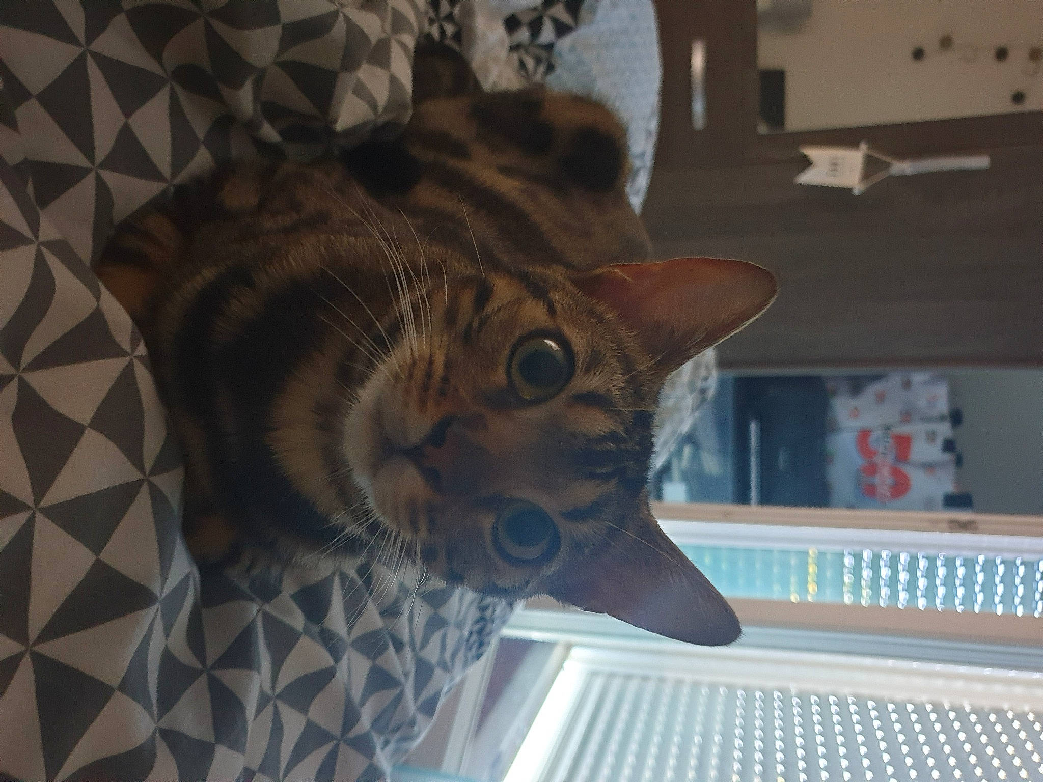 Lexa a rejoint le concours — aidez-le/la à gagner de superbes lots ! asian, california_spangled, carnivore, cat, chausie, domestic_short_haired_cat, dragon_li, egyptian_mau, european_shorthair, felidae, fur, kitten, mammal, ocicat, room, small_to_medium_sized_cats, snout, tabby_cat, toyger, whiskers