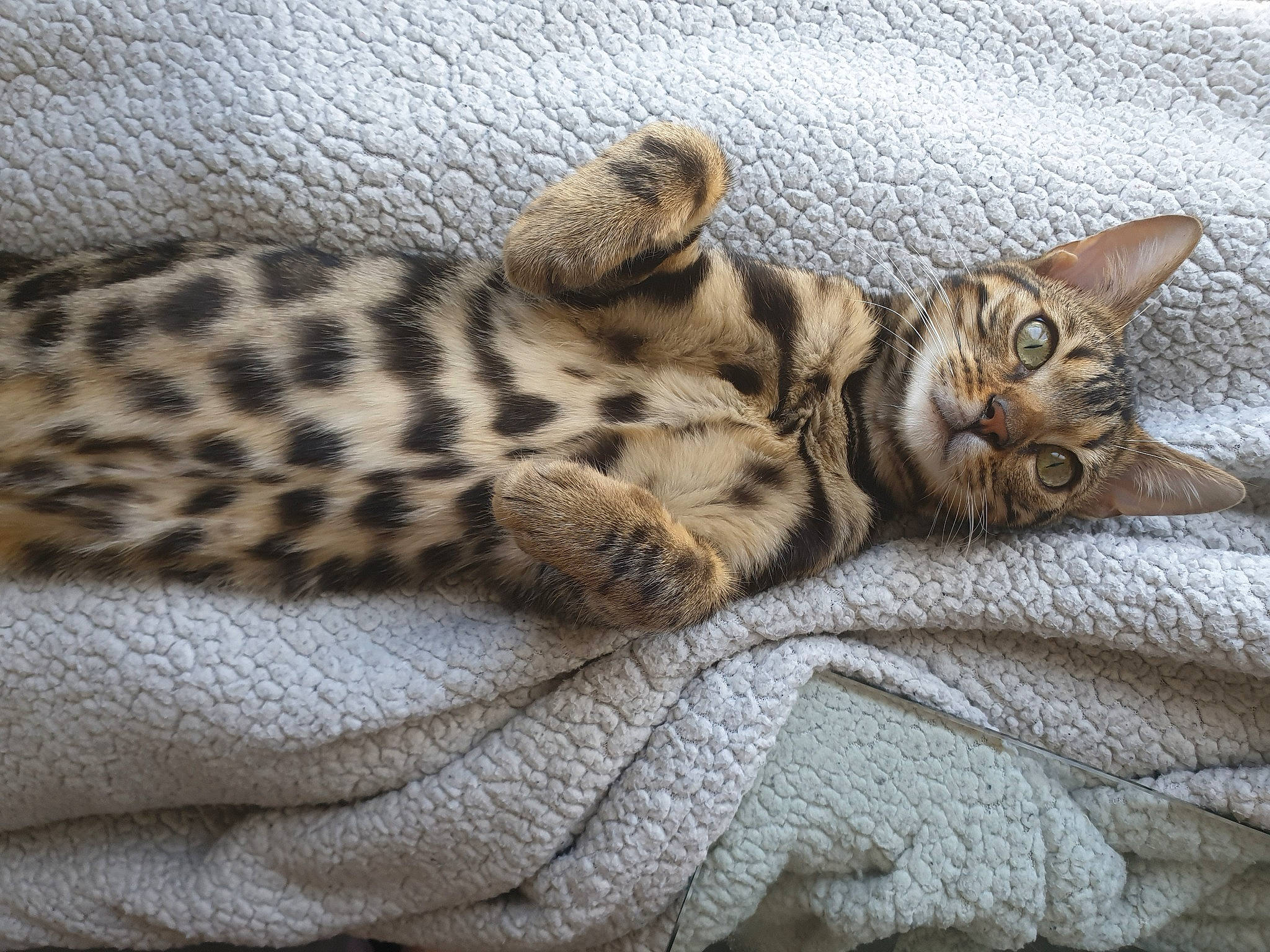 Lexa participe au concours pour gagner de l'argent avec cette photo : asian, bengal, california_spangled, carnivore, cat, dragon_li, egyptian_mau, european_shorthair, felidae, kitten, mammal, ocicat, savannah, small_to_medium_sized_cats, snout, tabby_cat, vertebrate, whiskers, wild_cat, wildlife