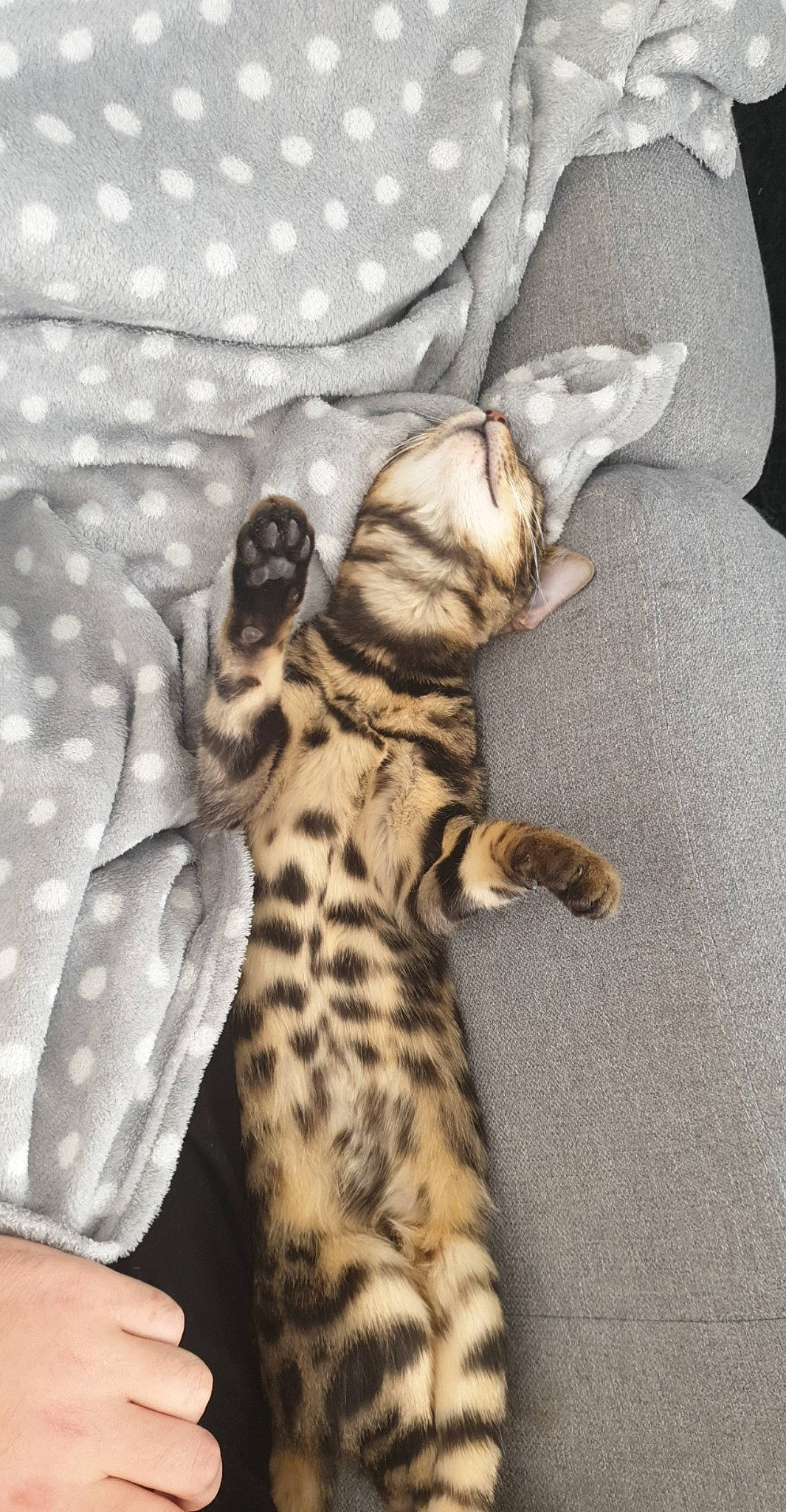 Lexa a rejoint le concours — aidez-le/la à gagner de superbes lots ! bengal, canidae, carnivore, cat, dog_breed, egyptian_mau, fawn, felidae, kitten, mammal, paw, savannah, small_to_medium_sized_cats, tabby_cat