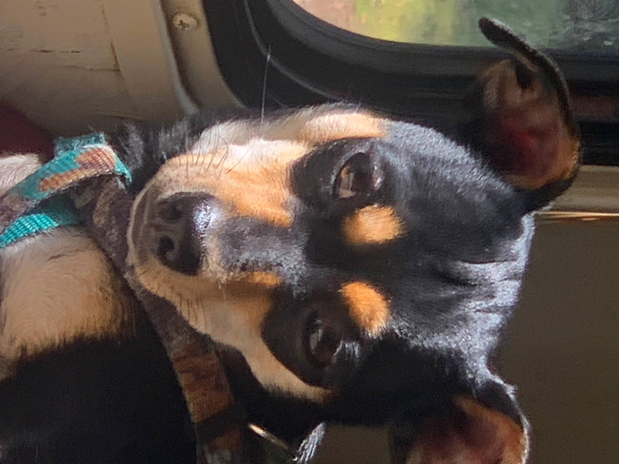 Ruby is registered to the contest to win money with this photo: canidae, carnivore, companion_dog, dog, dog_breed, ear, fawn, fur, guard_dog, paw, pinscher, sharing, sporting_group, terrestrial_animal, toy_dog, whiskers, working_animal, working_dog