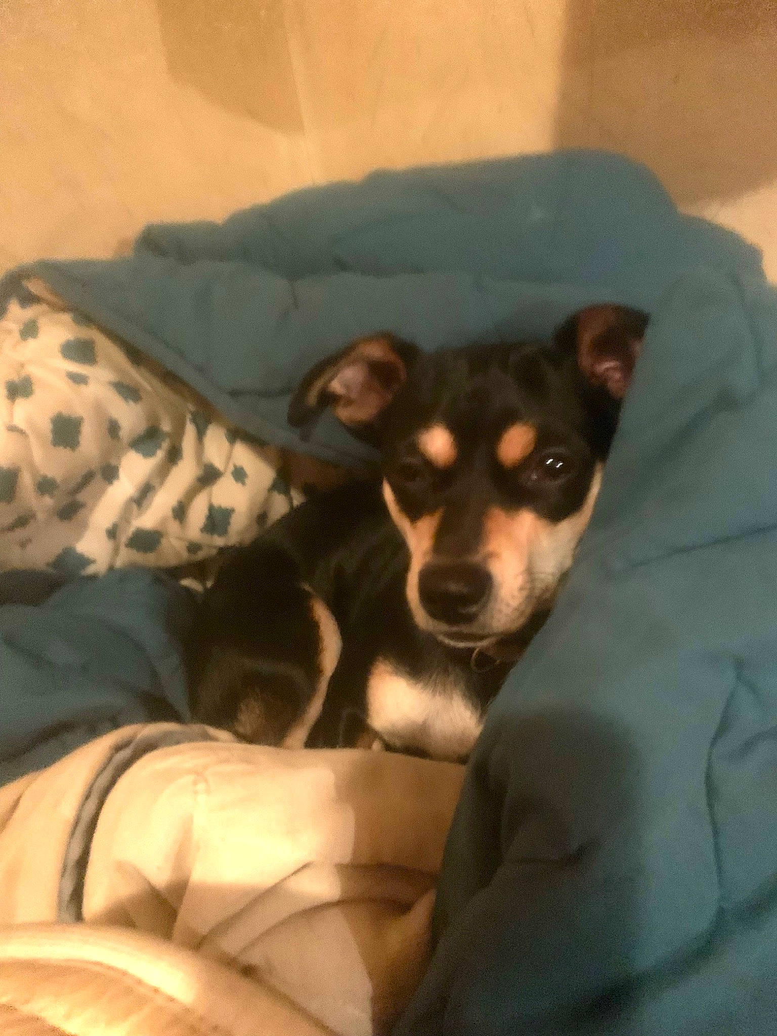 Ruby joined the competition — help win amazing prizes! canidae, carnivore, comfort, companion_dog, couch, dog, dog_breed, fawn, fur, linens, mammal, pattern, room, sitting, sporting_group, tints_and_shades, toy_dog, vertebrate, whiskers, working_animal