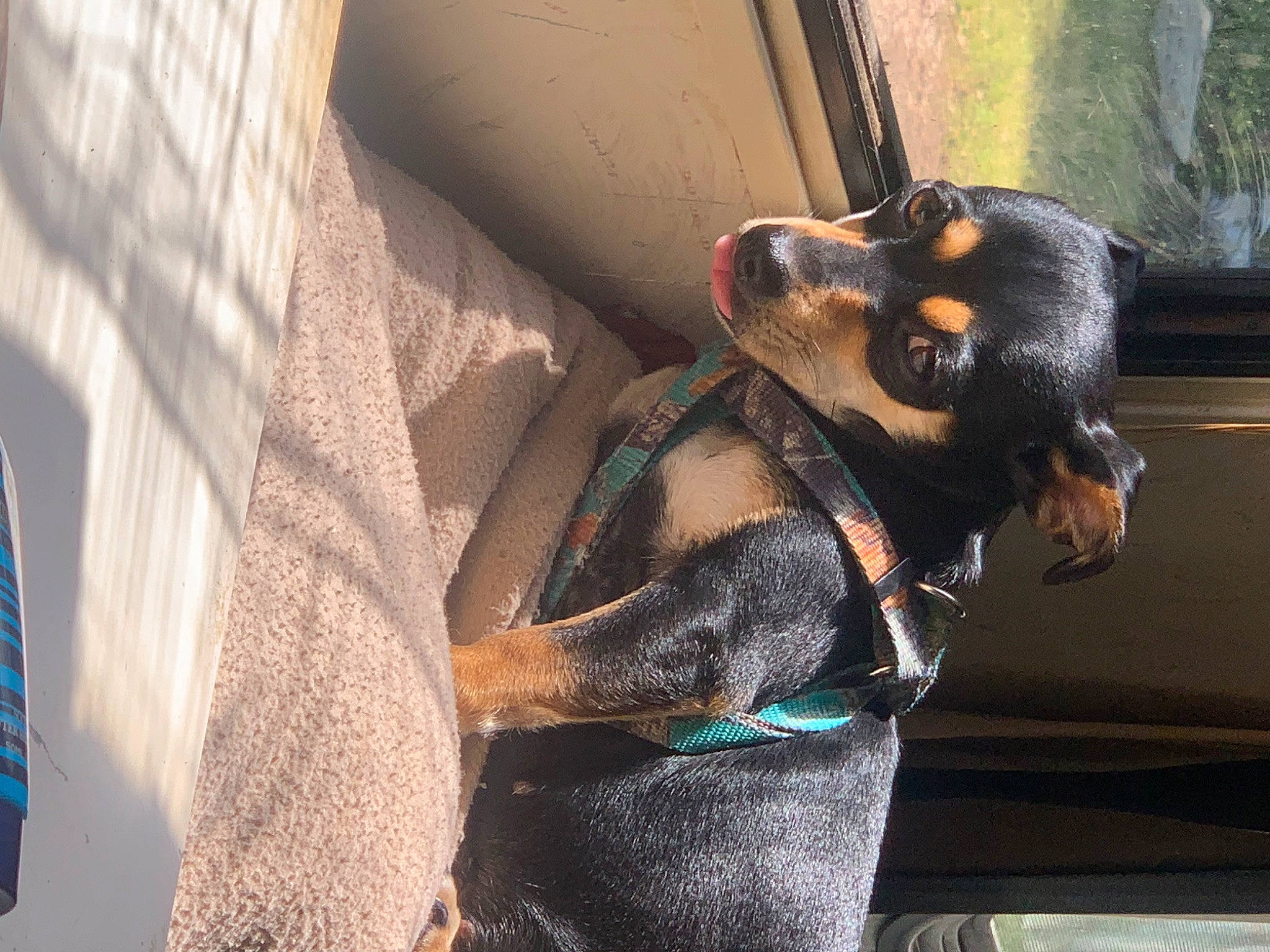 Ruby is registered to the contest to win money with this photo: canidae, carnivore, claw, collar, companion_dog, dog, dog_breed, dog_collar, fender, flag, fur, guard_dog, paw, pet_supply, snout, sporting_group, tail, terrestrial_animal, working_animal, working_dog