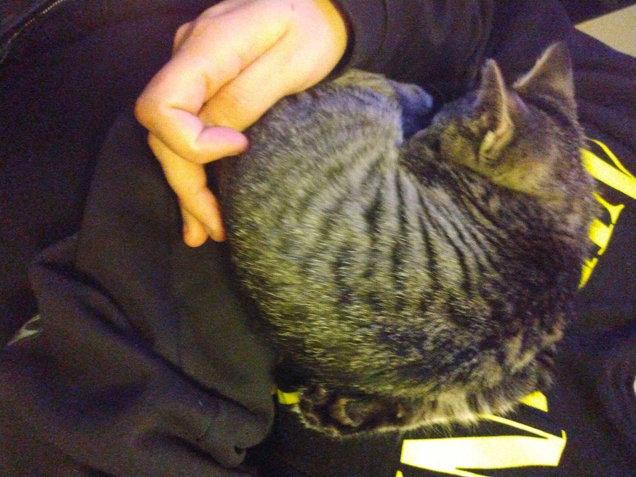 Aurora joined the competition — help win amazing prizes! carnivore, cat, comfort, domestic_short_haired_cat, felidae, finger, fur, gesture, knitting, lap, nail, sitting, small_to_medium_sized_cats, thread, thumb, whiskers, wool, woolen