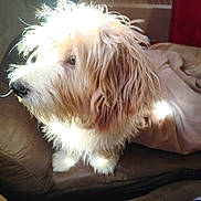 Lucky is registered to the contest to win money with this photo: dog, fluffy, fur, couch, indoor, sunlight, glowing, blanket, pet, side_profile, cozy, home, animal, furniture, relaxed, brown, white, cute, companion, portrait