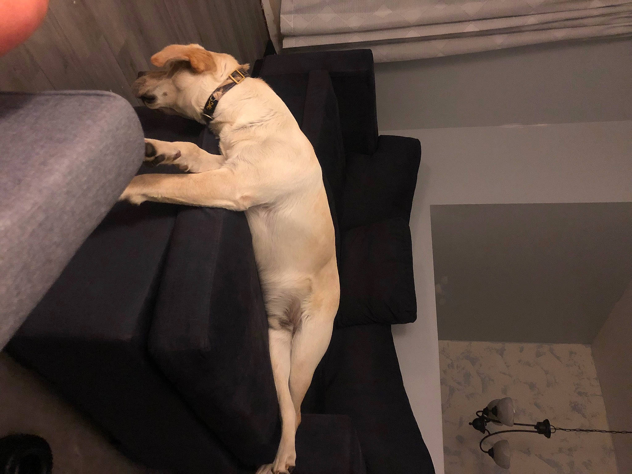 Drake is registered to the contest to win money with this photo: abdomen, art, canidae, carnivore, comfort, companion_dog, couch, dog, dog_breed, fawn, flooring, foot, fur, human_leg, knee, sporting_group, tail, thigh, toy_dog, working_animal