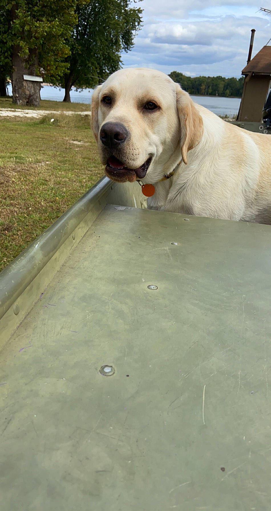 Drake is registered to the contest to win money with this photo: asphalt, carnivore, cloud, collar, companion_dog, dog, dog_breed, dog_collar, dog_supply, fawn, pet_supply, plant, road_surface, sky, snout, sporting_group, tail, tree, water, working_animal