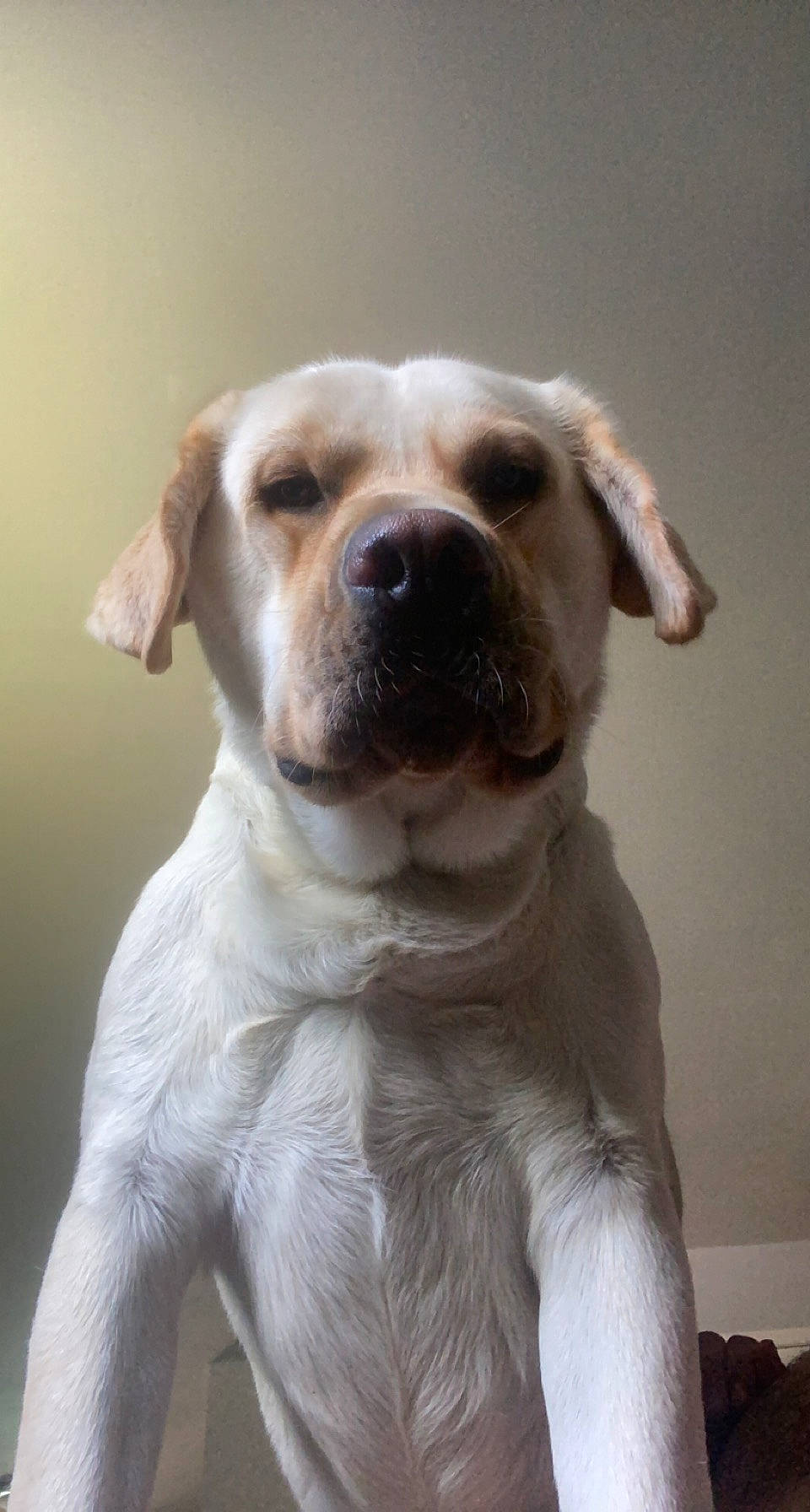 Drake joined the competition — help win amazing prizes! ancient_dog_breeds, canidae, carnivore, collar, companion_dog, corgi_chihuahua, dog, dog_breed, dog_collar, ear, fawn, fur, hunting_dog, non_sporting_group, puppy, sporting_group, whiskers, working_animal, working_dog, wrinkle