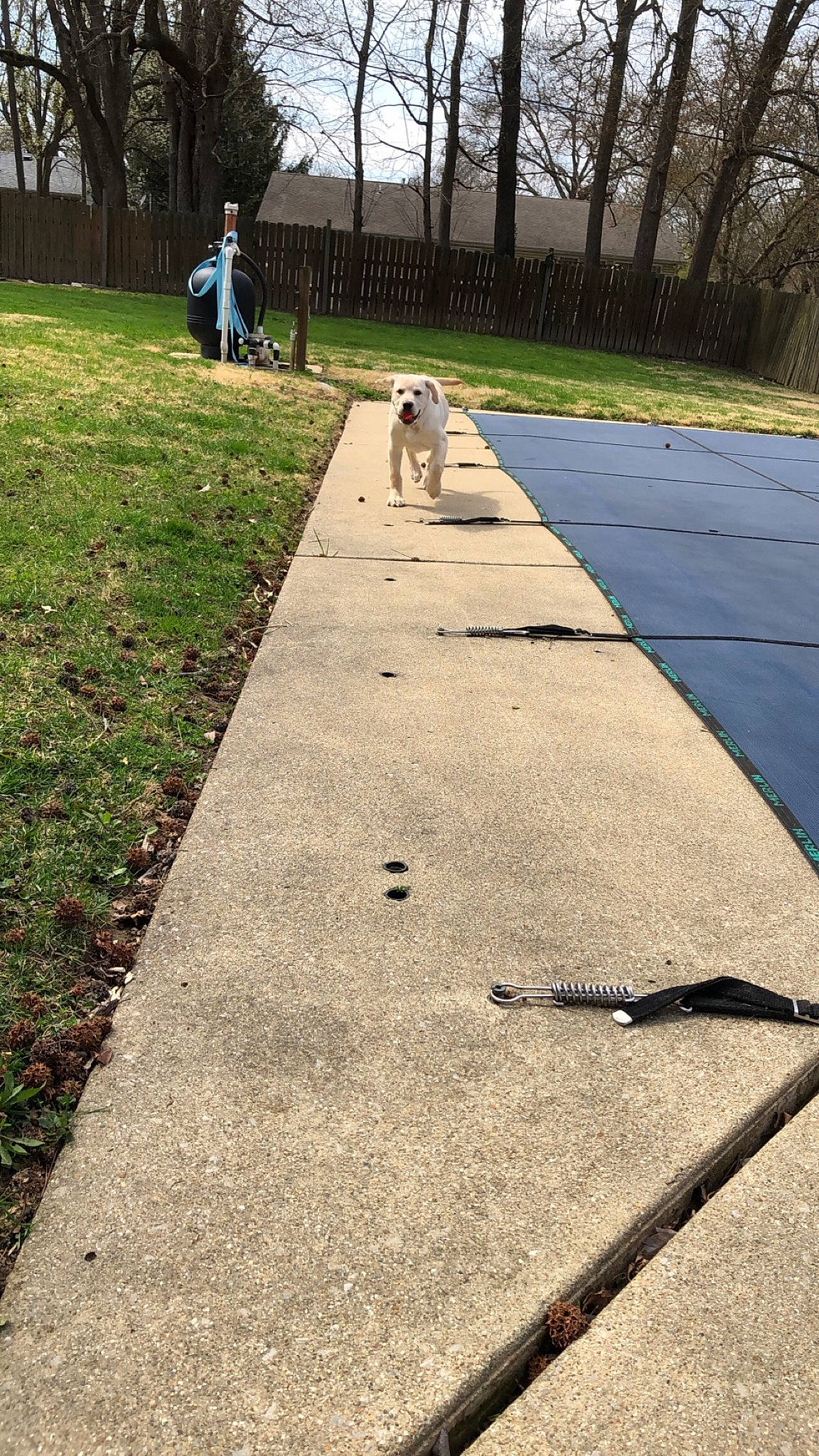 Drake is registered to the contest to win money with this photo: asphalt, carnivore, city, companion_dog, concrete, dog, flooring, grass, landscape, leisure, plant, recreation, road, road_surface, shadow, sidewalk, soil, tar, tree, walking