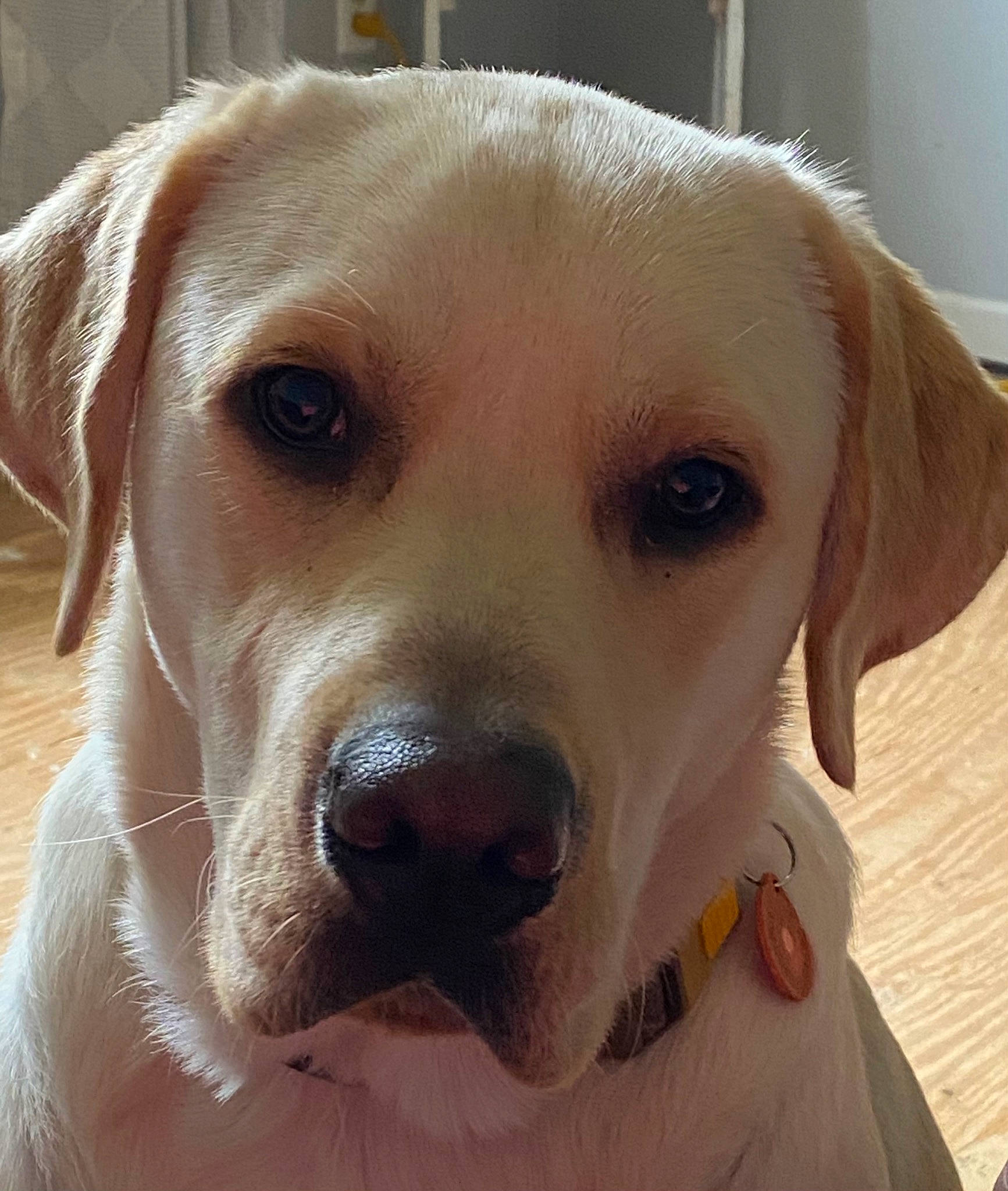 Drake joined the competition — help win amazing prizes! canidae, carnivore, collar, companion_dog, dog, dog_breed, dog_collar, ear, eye, fawn, fur, gun_dog, labrador_retriever, puppy_love, retriever, snout, sporting_group, whiskers, working_animal, working_dog