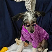 Nikki joined the competition — help win amazing prizes! dog, purple_sweater, sunglasses, blanket, couch, indoor, pet, small_dog, furniture, fabric, home, window, curtains, toy, towel, sitting, looking_down, cute, animal, casual