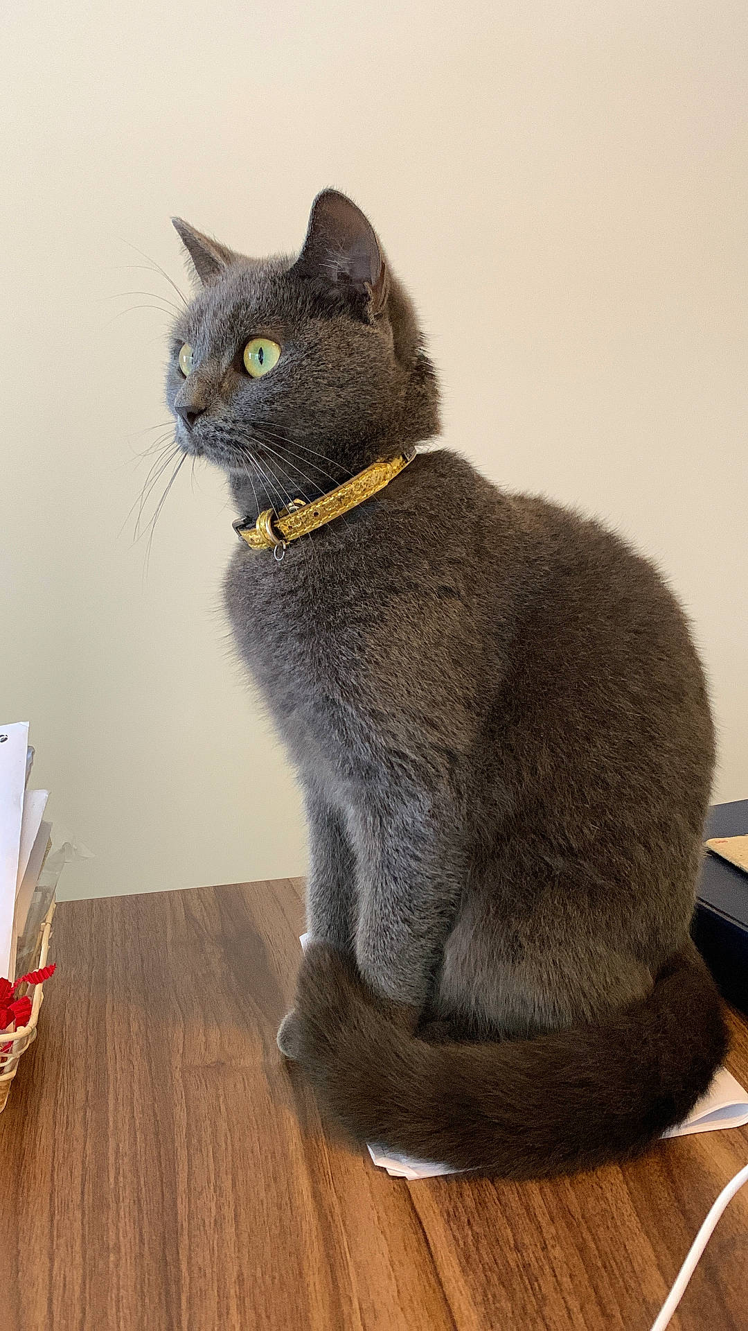 Misty joined the competition — help win amazing prizes! basket, cat, closeup, collar, domestic_animal, feline, fur, gold_collar, gray_cat, household, indoor, looking_away, paper, pet, sitting, table, tail, whiskers, wooden_table, yellow_eyes