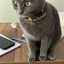 Misty joined the competition — help win amazing prizes! cat, closeup, collar, curious, domestic_animal, feline, fur, gray_cat, green_eyes, indoor, indoor_lighting, office_supplies, papers, pen, pet, phone, sitting, table, whiskers, wooden_desk