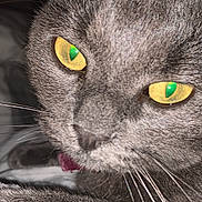 Misty joined the competition — help win amazing prizes! animal, cat, close_range, close_up, cute, domestic_cat, eyes, face, feline, focused, fur, gray_cat, indoor, looking, mammal, pet, portrait, whiskers, whiskers_visible, yellow_eyes