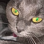 animal, cat, close_range, close_up, cute, domestic_cat, eyes, face, feline, focused, fur, gray_cat, indoor, looking, mammal, pet, portrait, whiskers, whiskers_visible, yellow_eyes