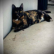 Kitty joined the competition — help win amazing prizes! cat, tortoiseshell, animal, pet, feline, lounging, resting, concrete, floor, wall, indoor, eyes, ears, paws, tail, fur, shadow, quiet, calm, relaxed