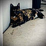 cat, tortoiseshell, animal, pet, feline, lounging, resting, concrete, floor, wall, indoor, eyes, ears, paws, tail, fur, shadow, quiet, calm, relaxed