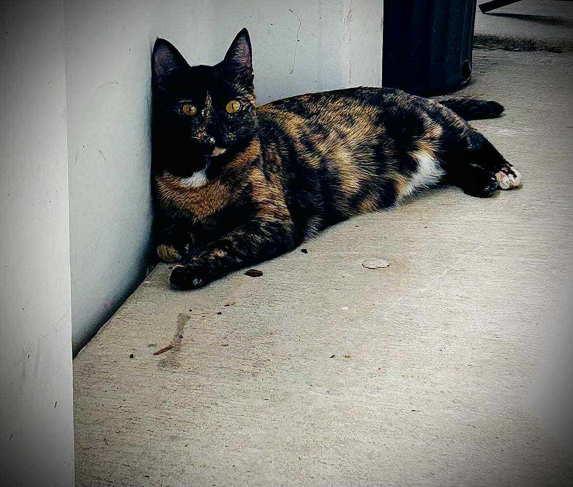 Kitty