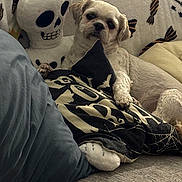 Frankie joined the competition — help win amazing prizes! dog, plush_toy, couch, pillow, blanket, indoor, pet, relaxed, small_dog, stuffed_animal, skull, pattern, fabric, soft, resting, animal, home, cute, decor, casual
