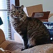 Baby Snitch joined the competition — help win amazing prizes! brown, cardboard_box, cat, couch, cozy, curtains, domestic_animal, feline, fur, furniture, home, indoor, looking, pet, relaxed, sitting, striped, tabby_cat, whiskers, window