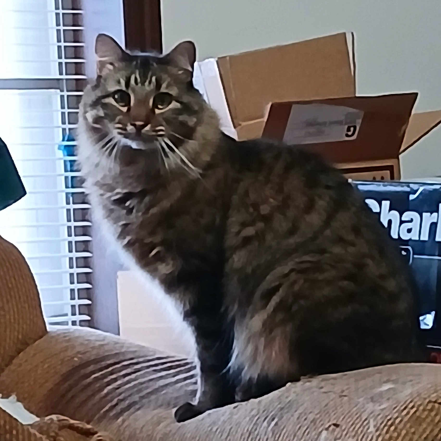 Baby Snitch joined the competition — help win amazing prizes! brown, cardboard_box, cat, couch, cozy, curtains, domestic_animal, feline, fur, furniture, home, indoor, looking, pet, relaxed, sitting, striped, tabby_cat, whiskers, window