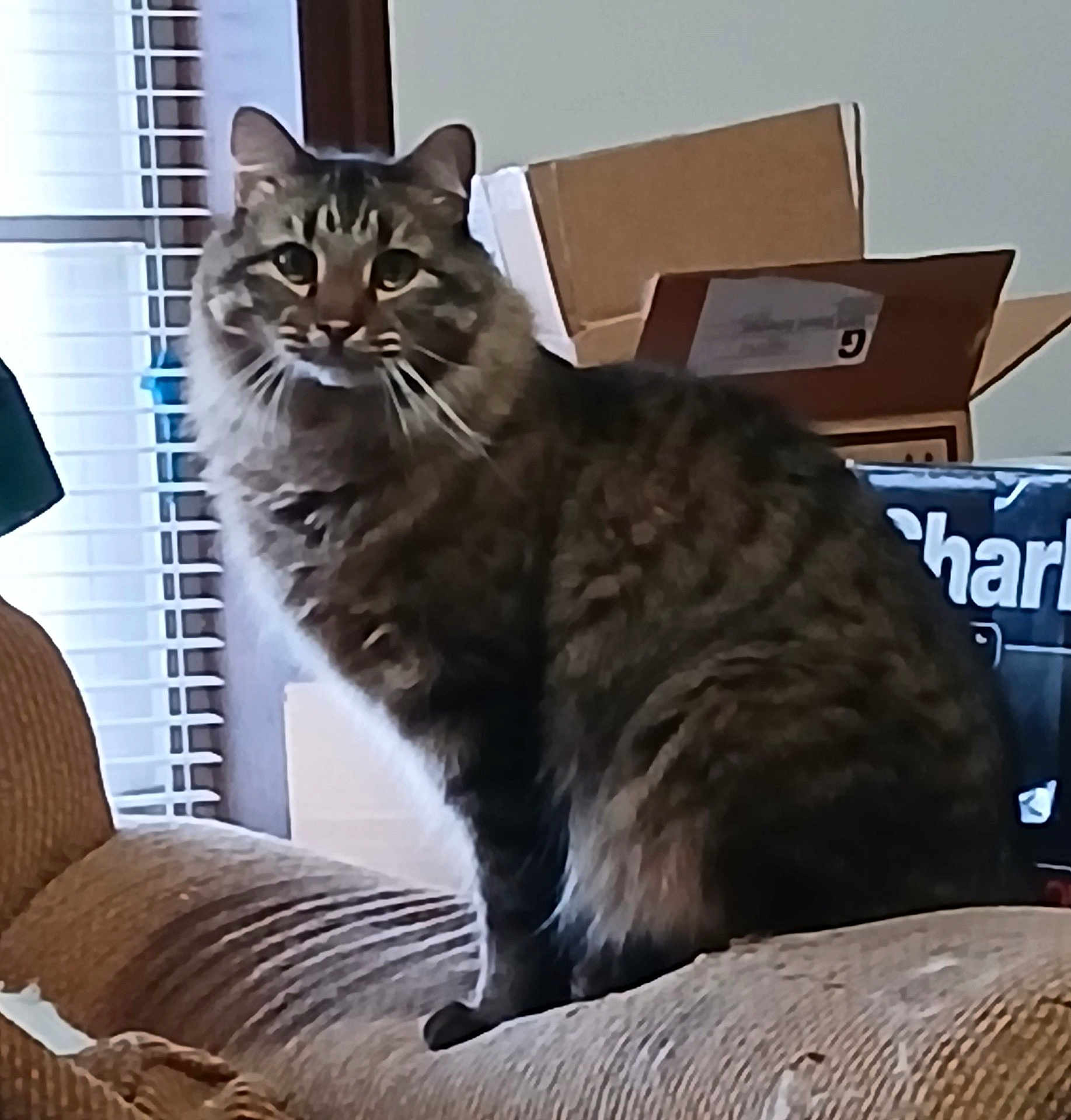 Baby Snitch joined the competition — help win amazing prizes! brown, cardboard_box, cat, couch, cozy, curtains, domestic_animal, feline, fur, furniture, home, indoor, looking, pet, relaxed, sitting, striped, tabby_cat, whiskers, window