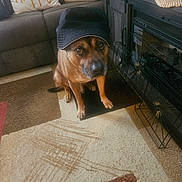Cisco joined the competition — help win amazing prizes! dog, hat, carpet, living_room, couch, pillow, decor, pet, indoor, brown_dog, furniture, floor, cozy, animal, domestic_animal, sitting, looking_up, household, home, cute
