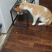 Diamond joined the competition — help win amazing prizes! cat, feeding_station, food_bowl, dry_cat_food, cat_eating, indoor, wooden_floor, beige_cat, white_cat, pet, animal, kitchen, metal_bowl, floor, home, feline, domestic_cat, standing, side_view, household